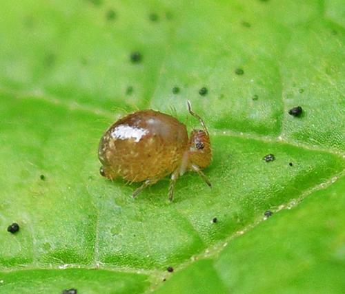Allacma fusca